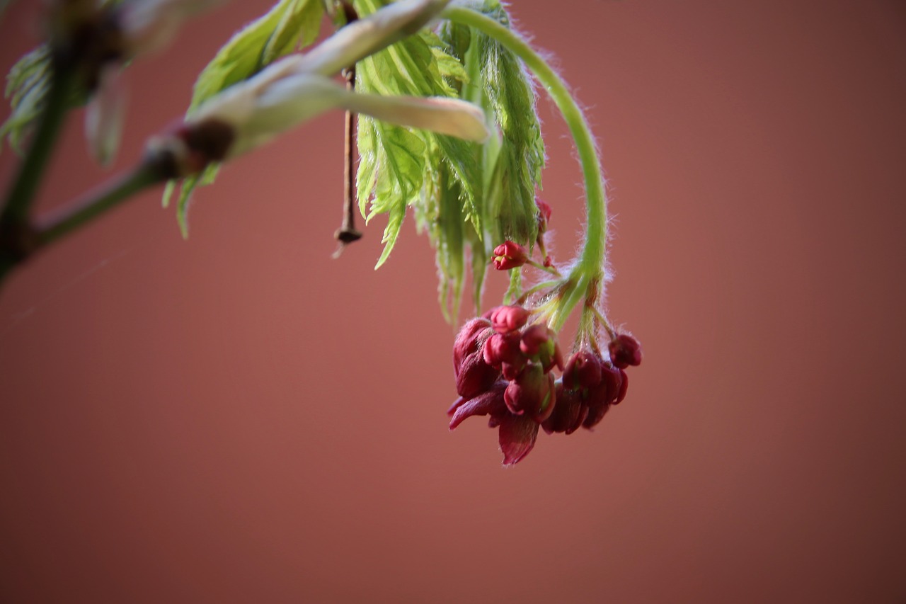 maple blossom  maple bud  maple free photo