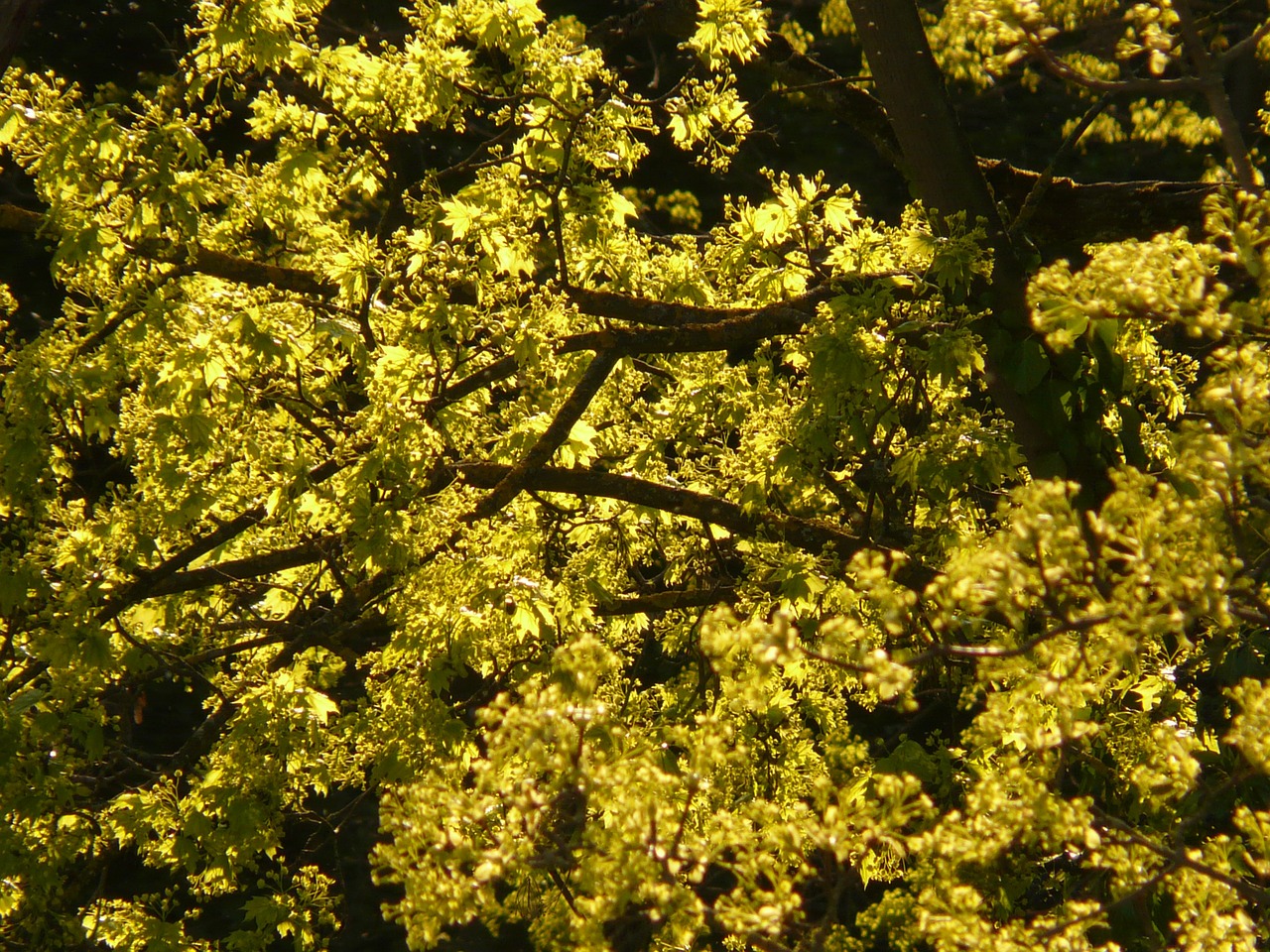 maple blossom bloom maple tree free photo