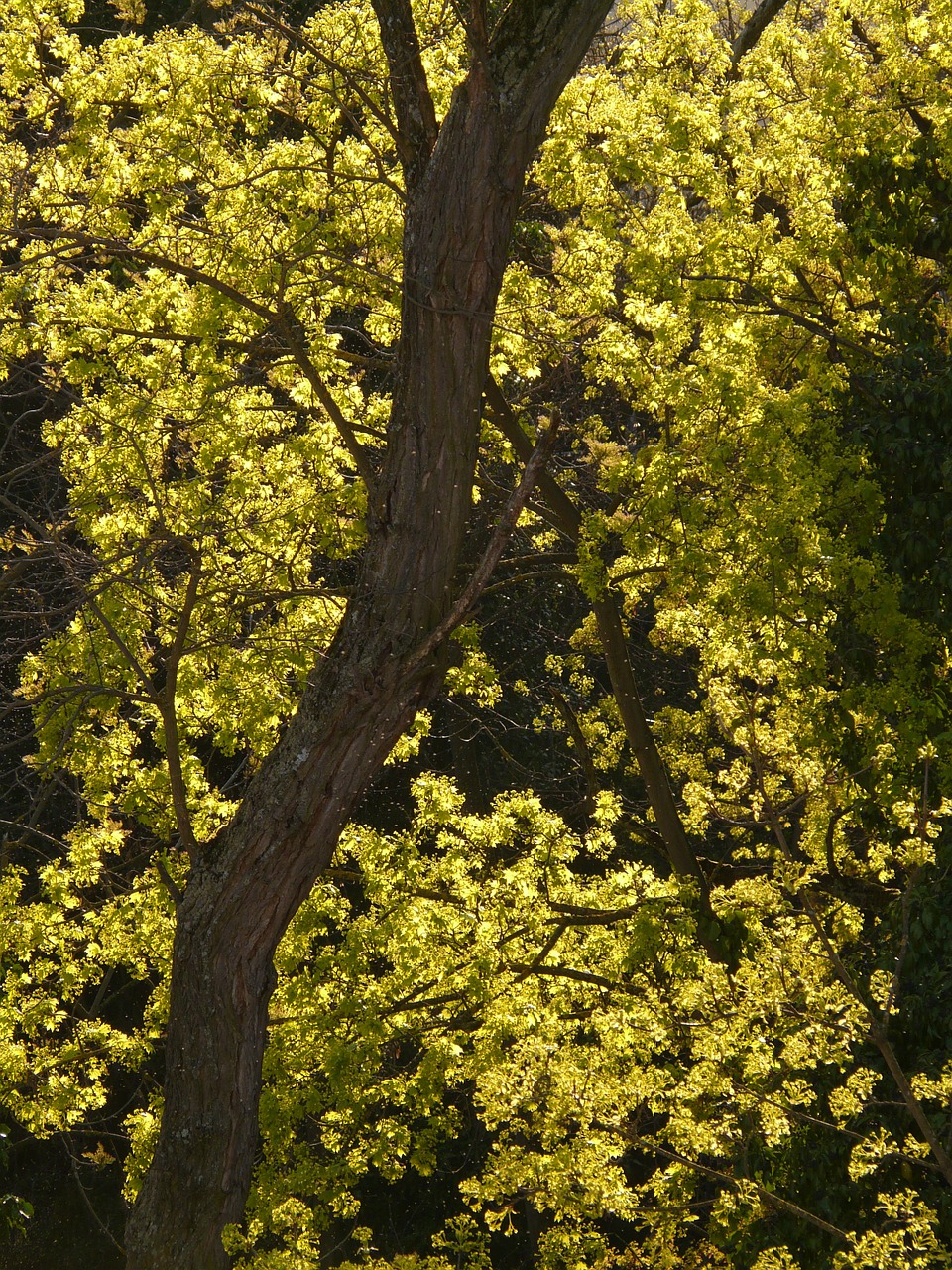 maple blossom bloom maple tree free photo