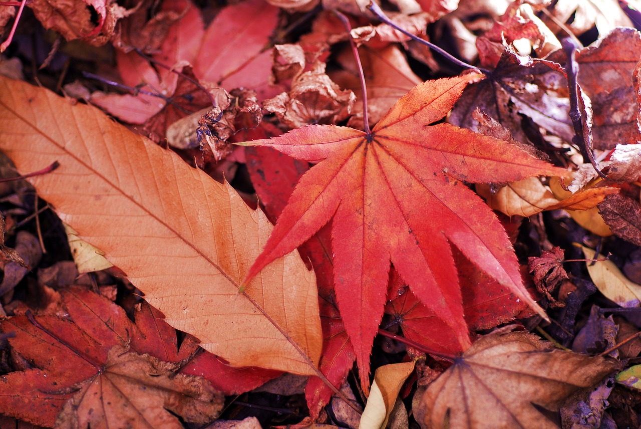 maple leaf autumn leaves free photo