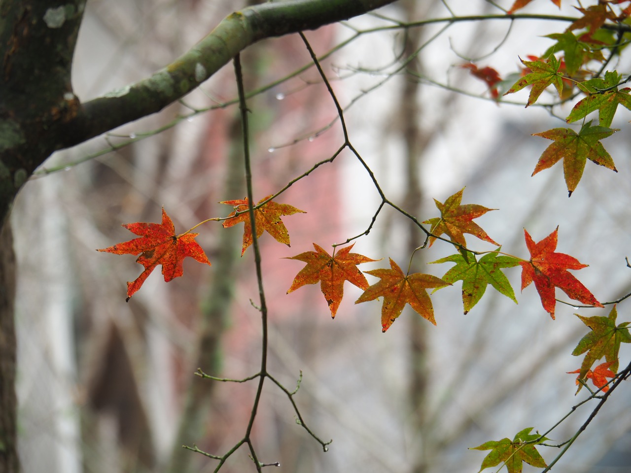 maple leaf taitung taimali free photo