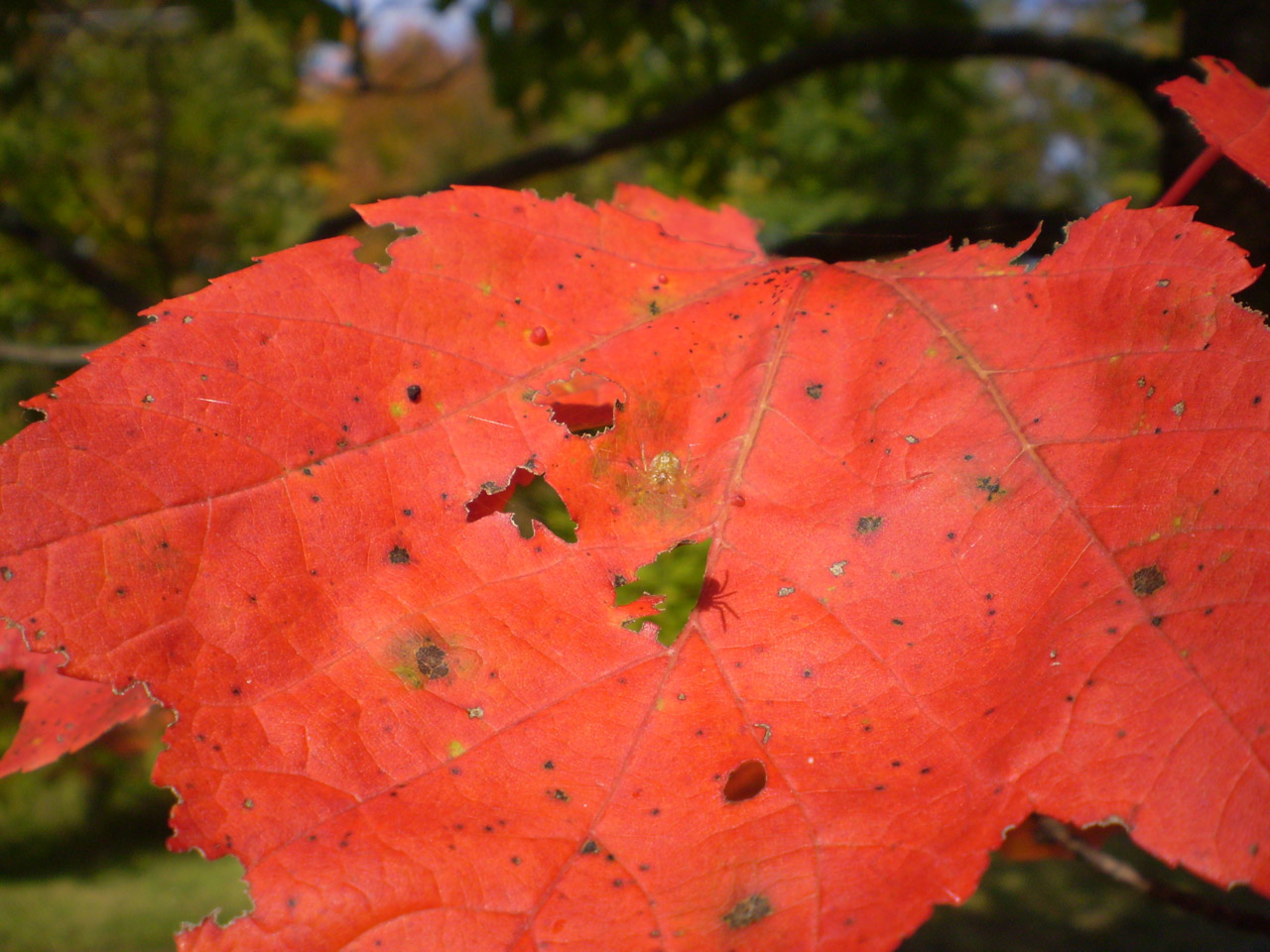 autumn color maple free photo