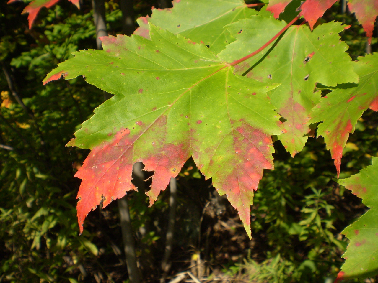 autumn color maple free photo