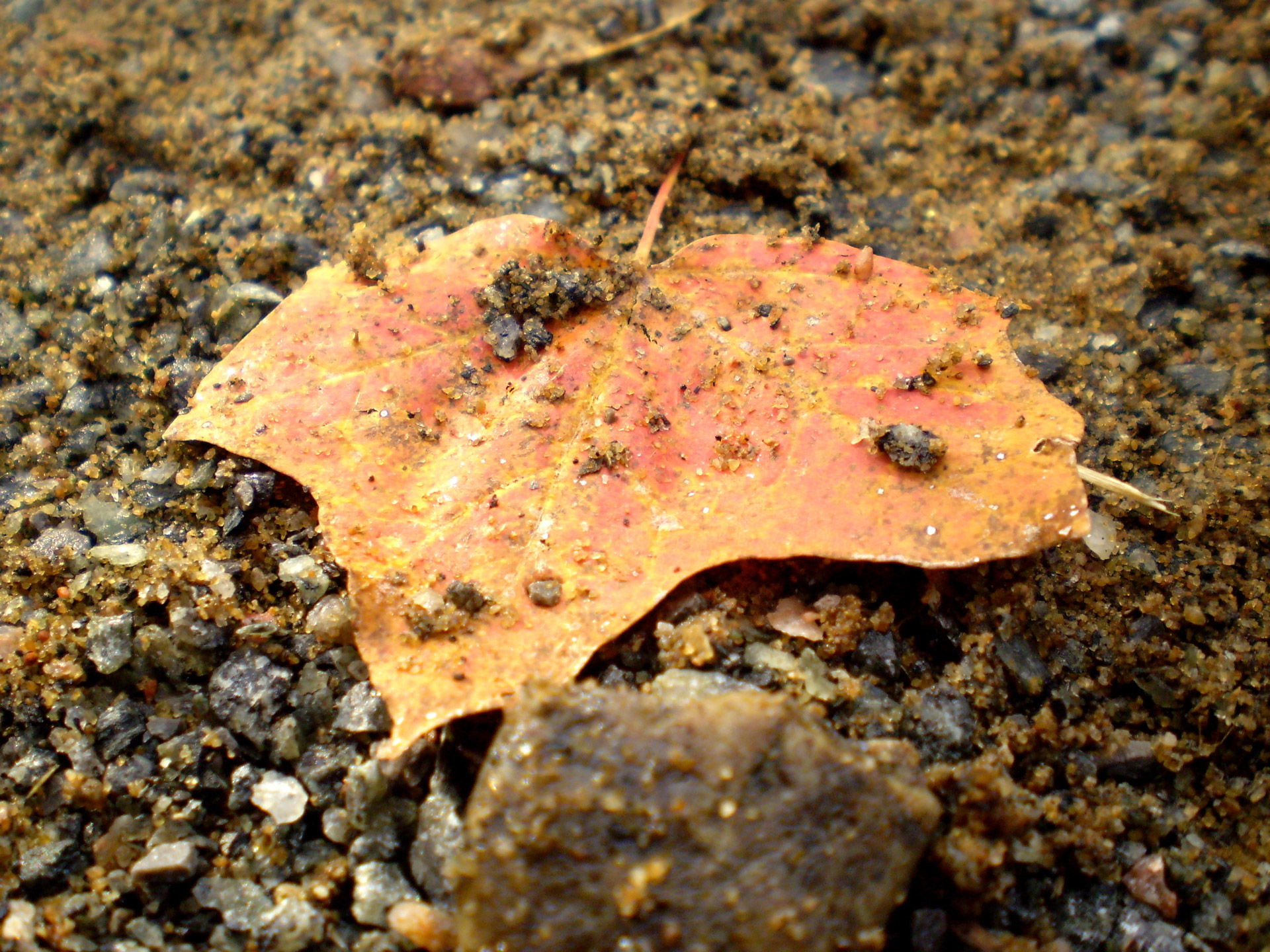 maple color autumn free photo