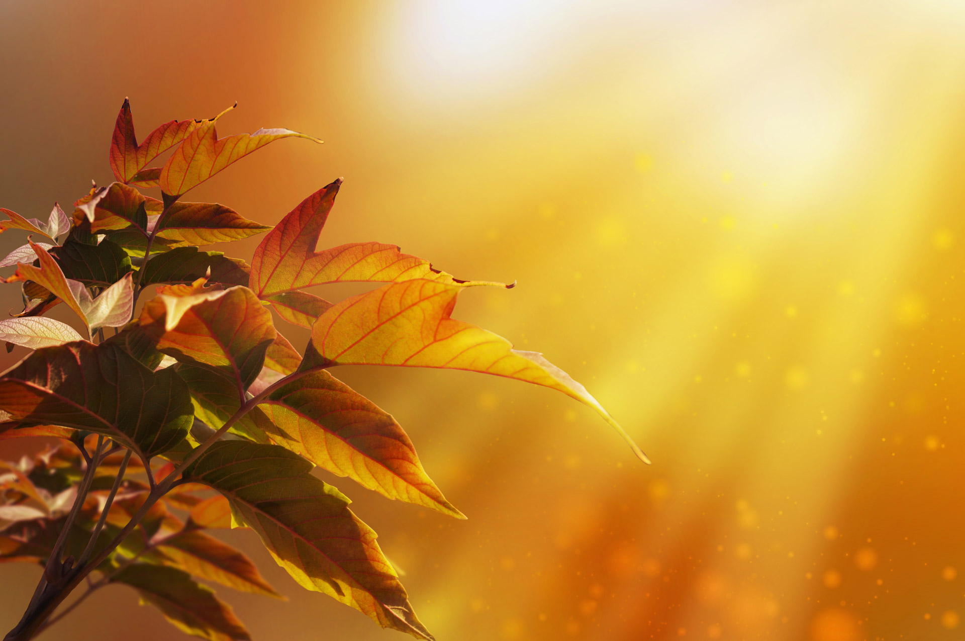 background maple leaves free photo