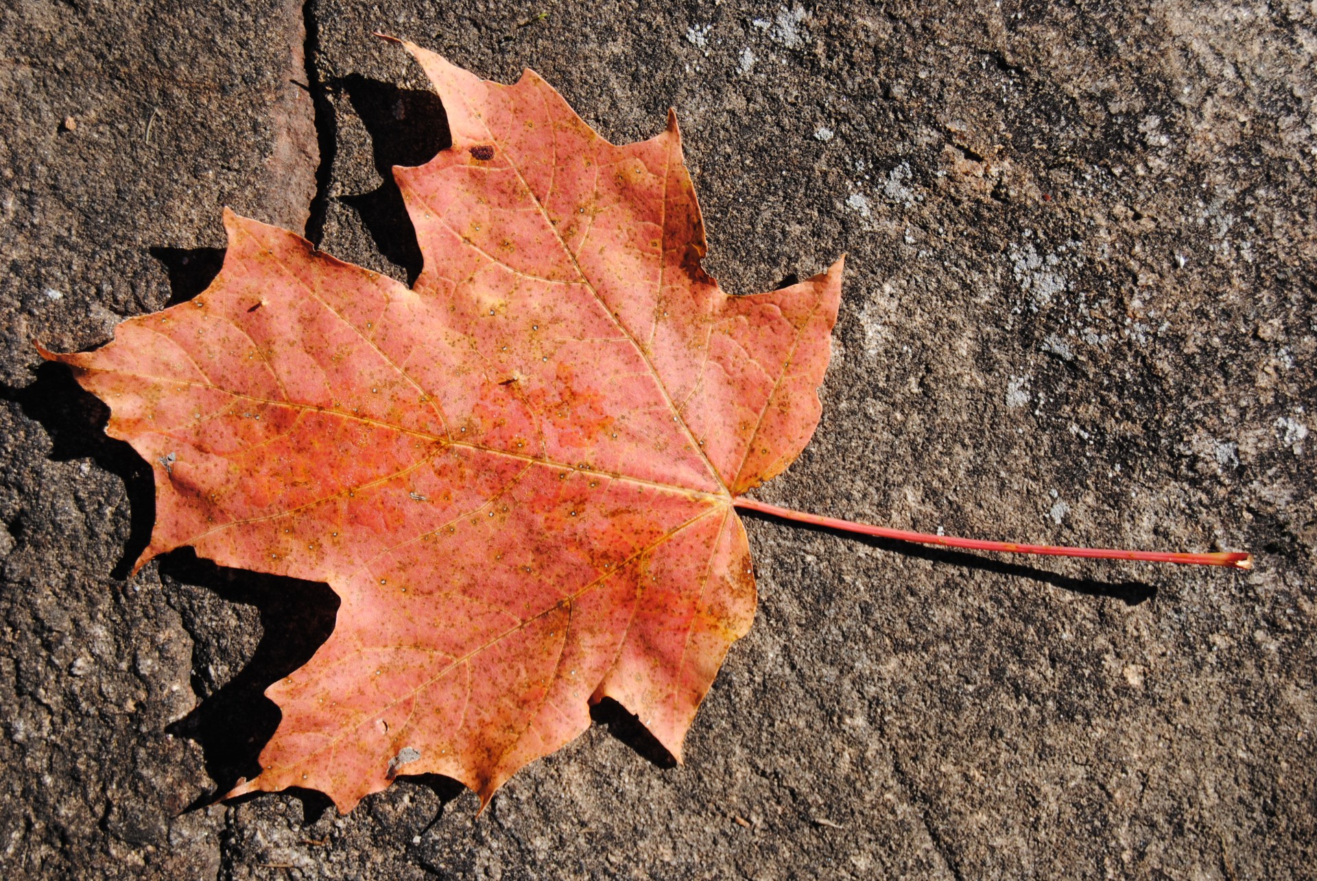 maple leaf leaves free photo
