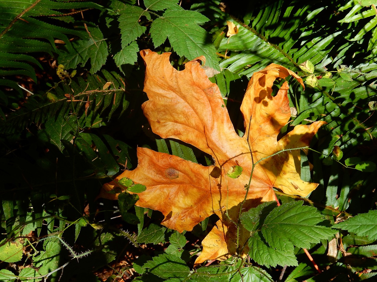 maple leaf landmark canada free photo