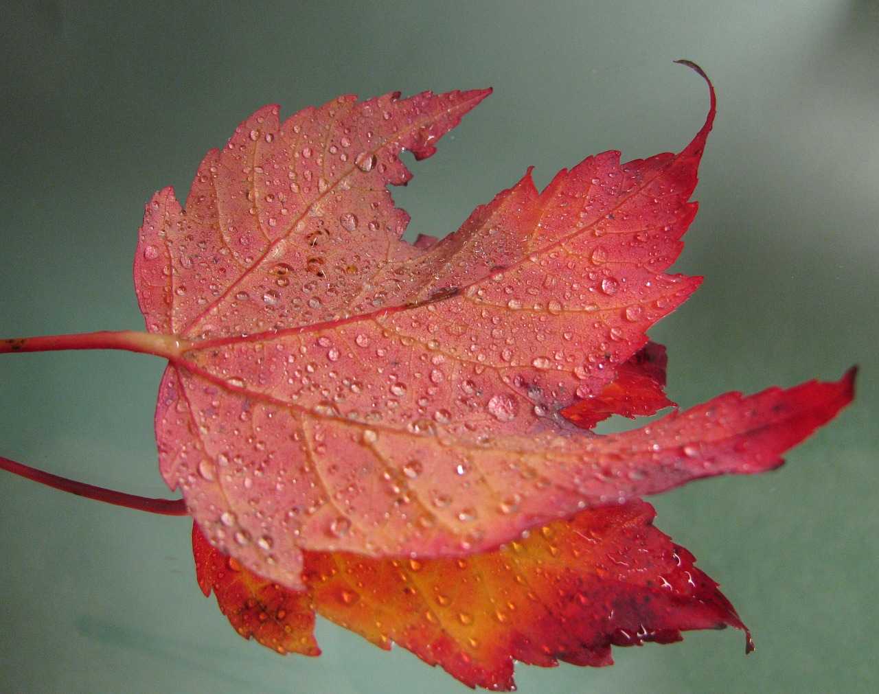 maple leaf leaves maple free photo