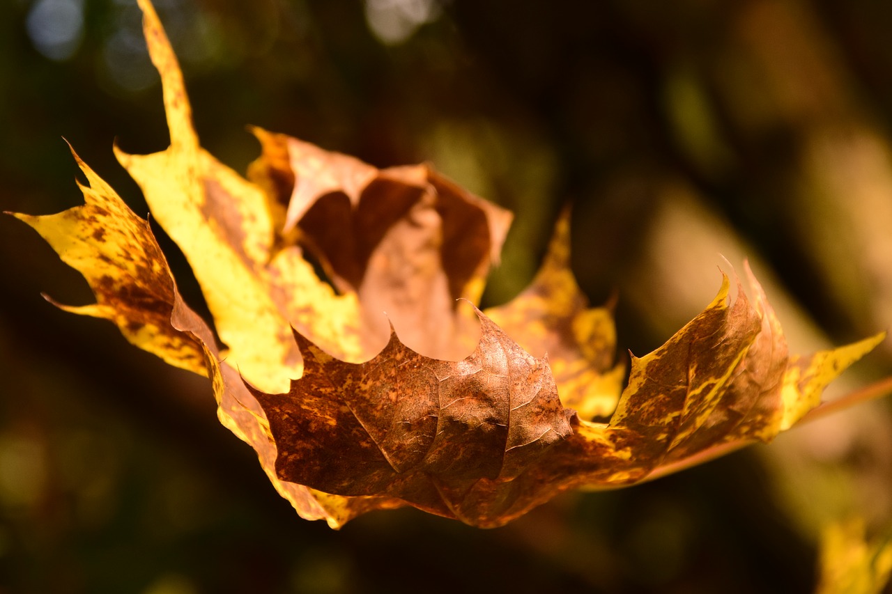 maple leaf autumn leaves free photo