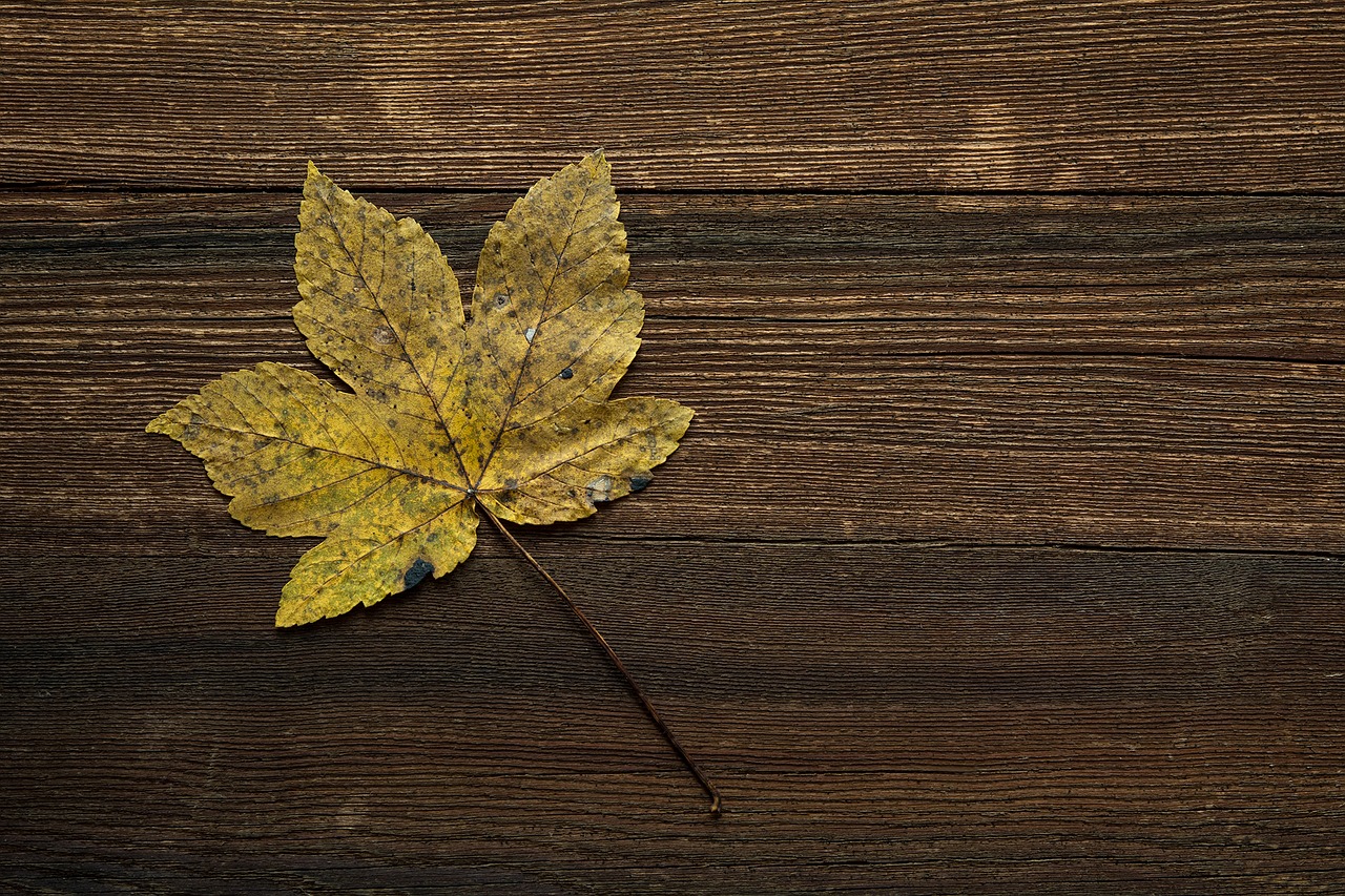 maple leaf leaf autumn leaf free photo