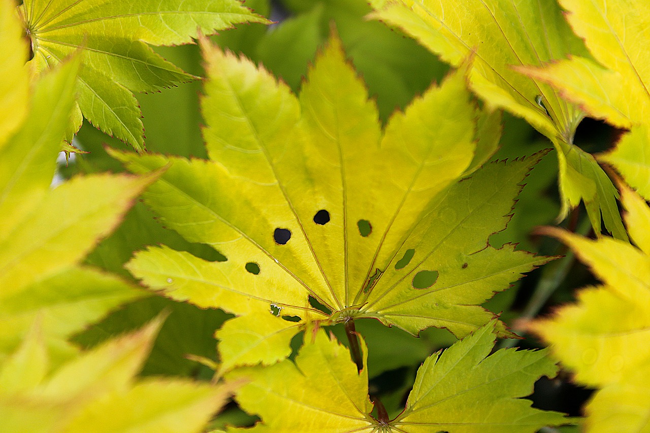 maple leaf yellow leaf plant nature free photo