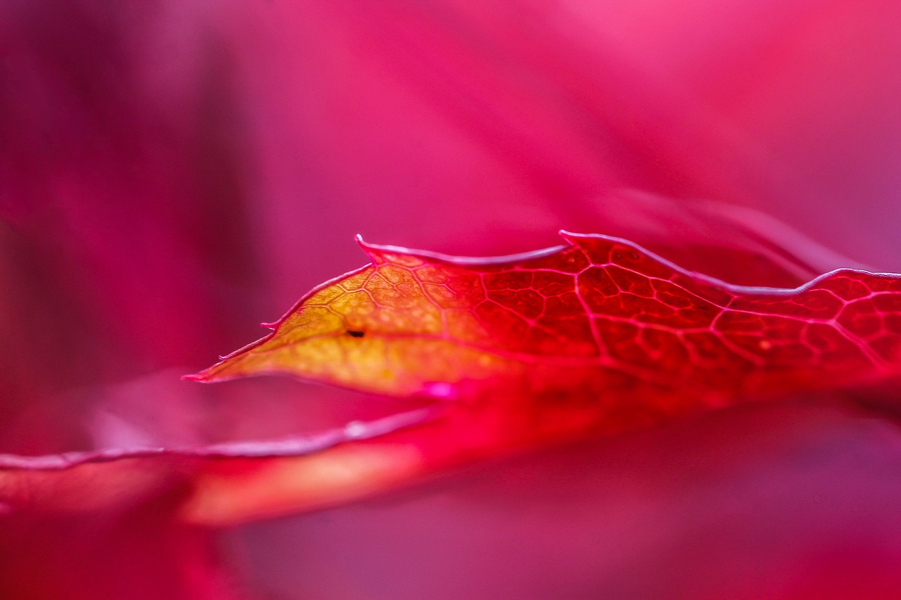 maple leaf autumn colouring autumn mood free photo