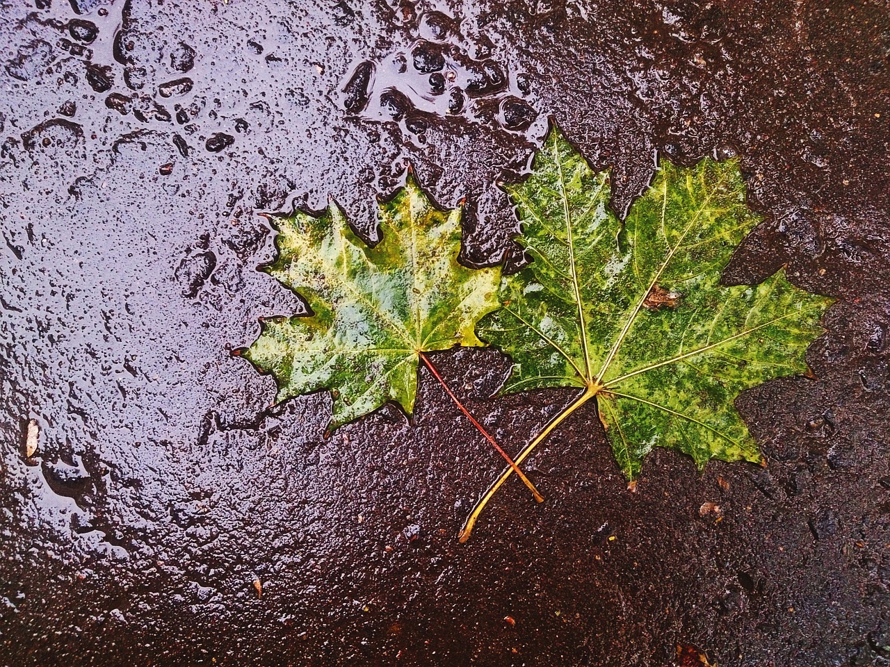 maple leaf autumn rain free photo