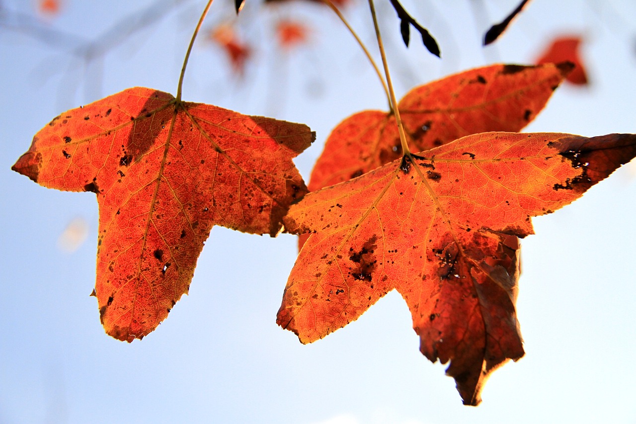 maple leaf orange xie free photo