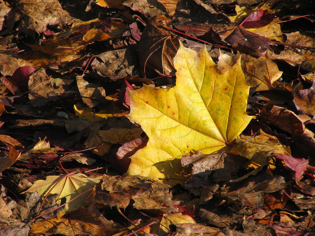 maple leaf autumn yellow free photo