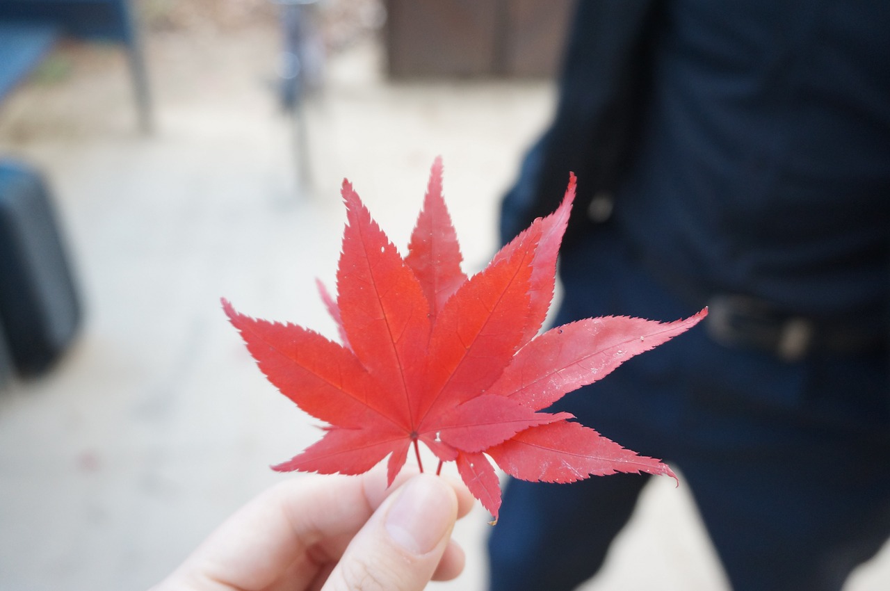 maple leaf autumn leaves free photo