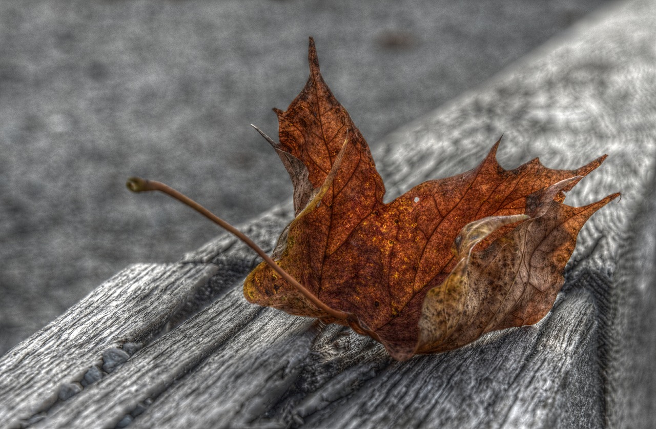 maple leaf hdr autumn free photo