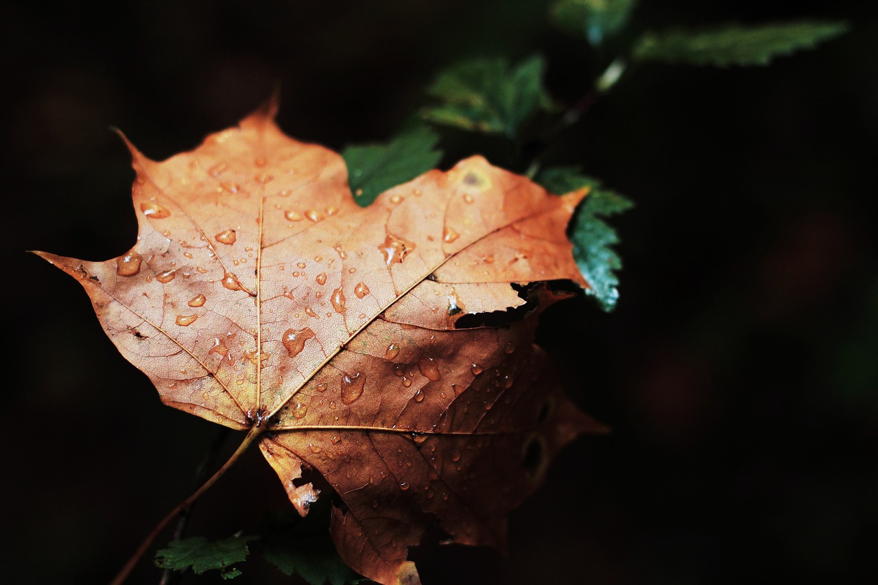 maple leaf wet rain free photo