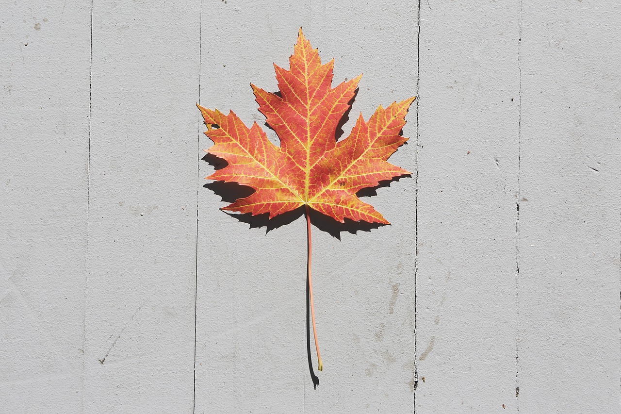 maple leaf fall autumn free photo