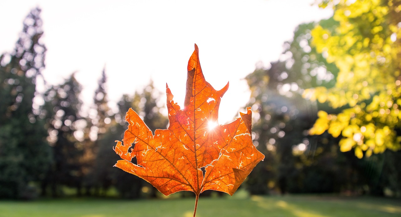 maple leaf leaves autumn free photo