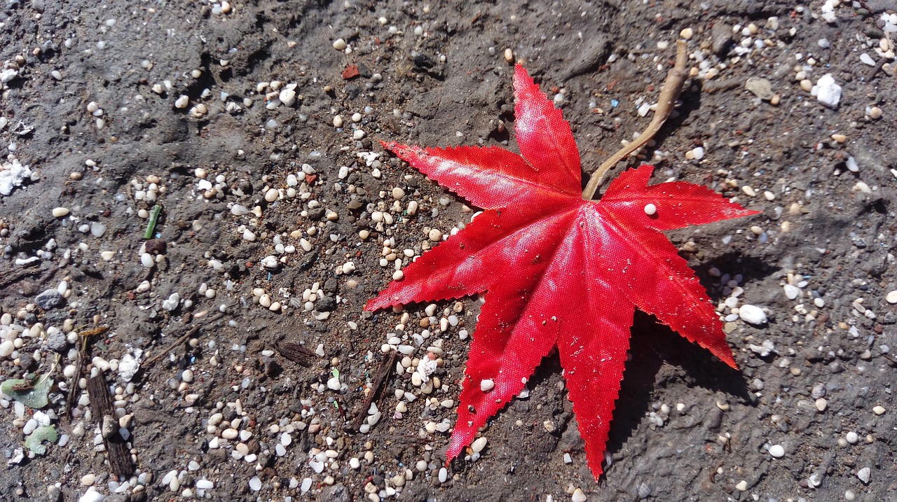 maple leaf red mood free photo