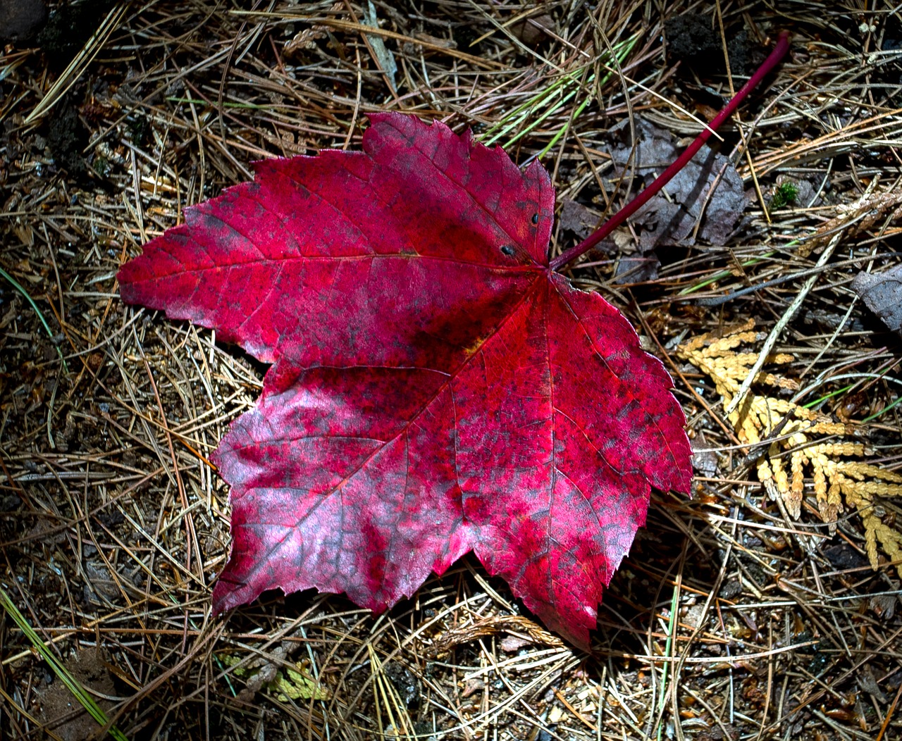 maple leaf forest nature free photo