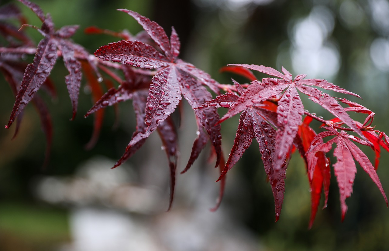 maple leaf japan maple red leaf free photo