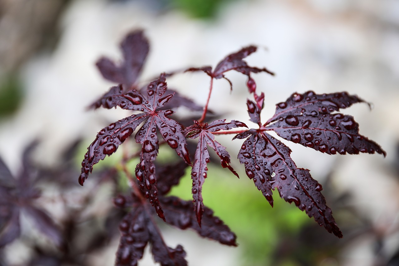 maple leaf japan maple red leaf free photo