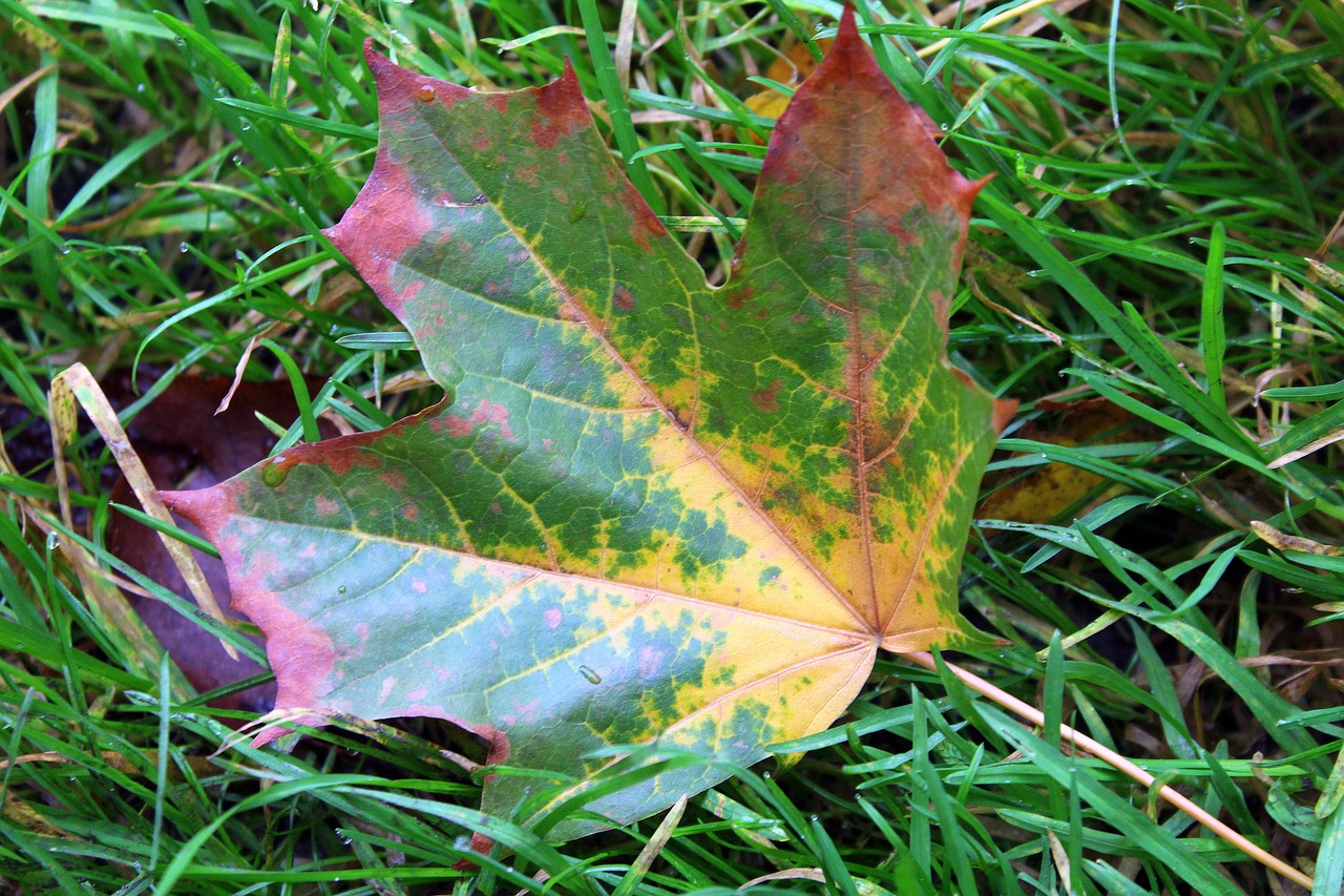 maple leaf autumn leaf colors free photo