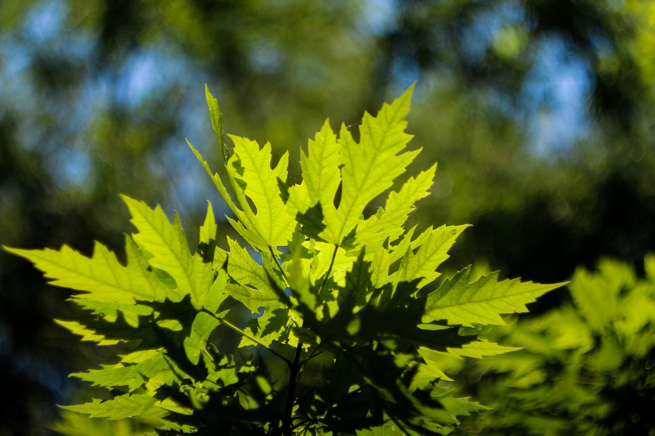 maple leaf summer natural free photo