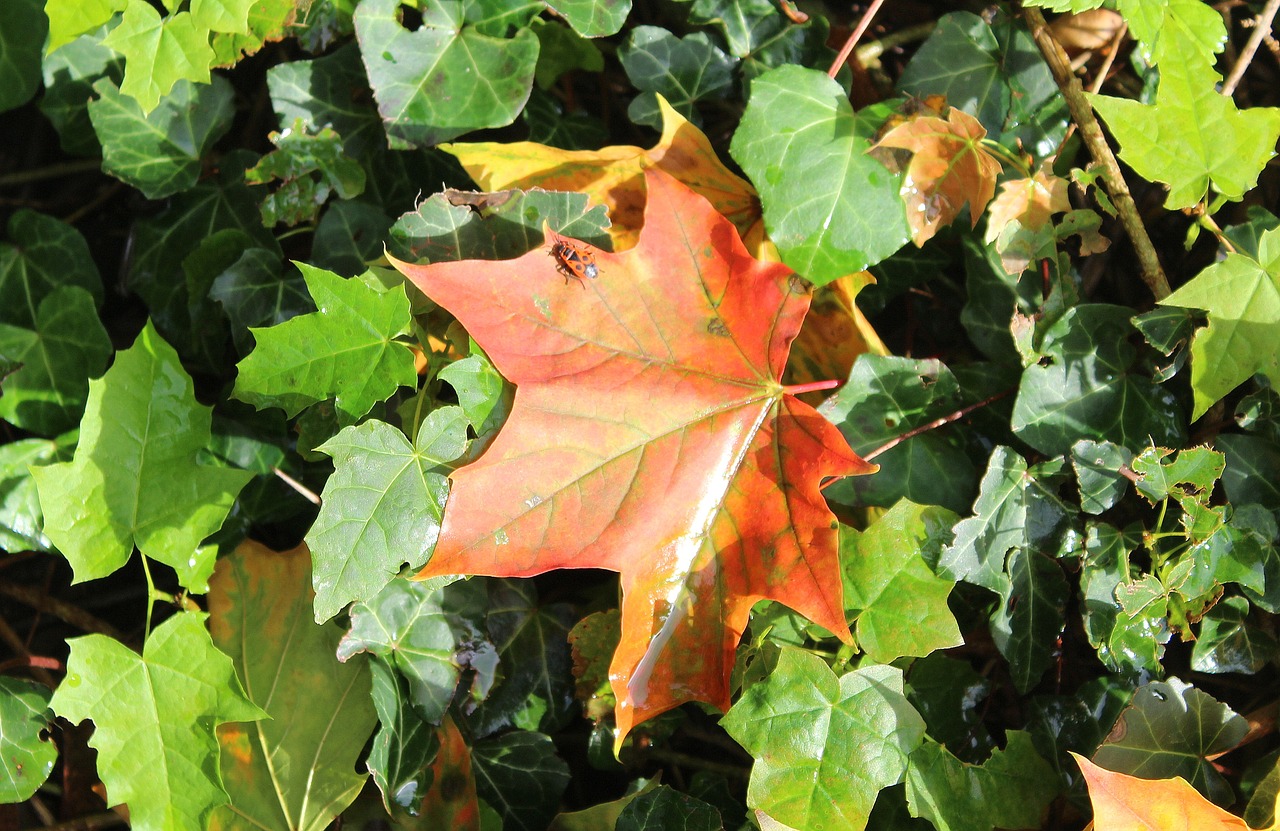 maple leaf autumn leaves fall free photo