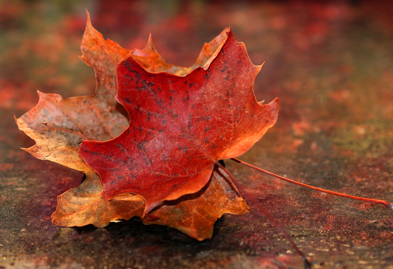 maple leaf autumn red free photo