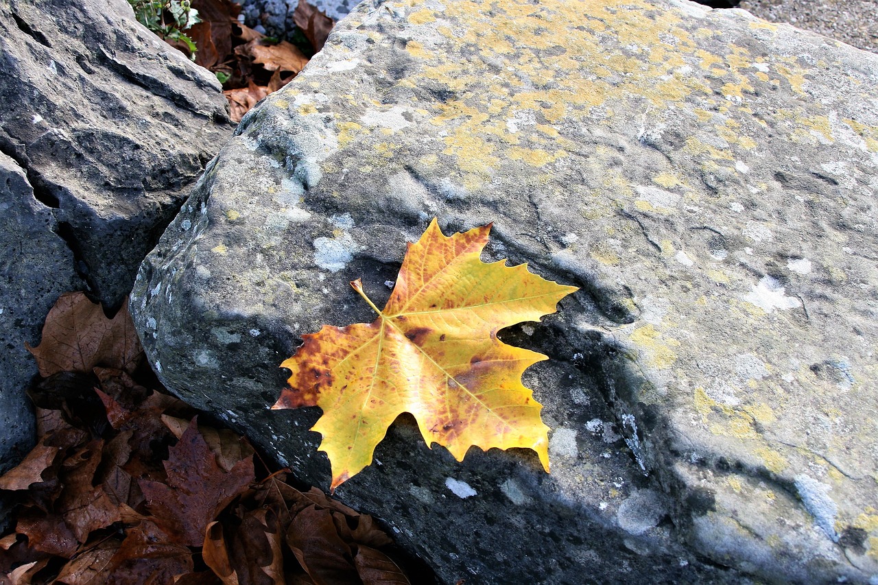 maple leaf yellow autumn leaf free photo