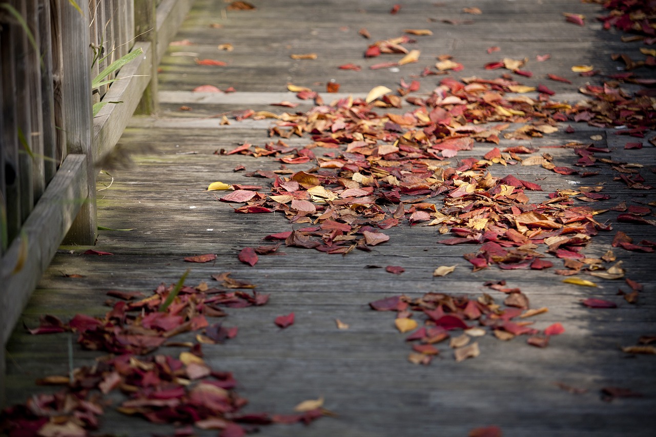 maple leaf autumn leaves autumn free photo