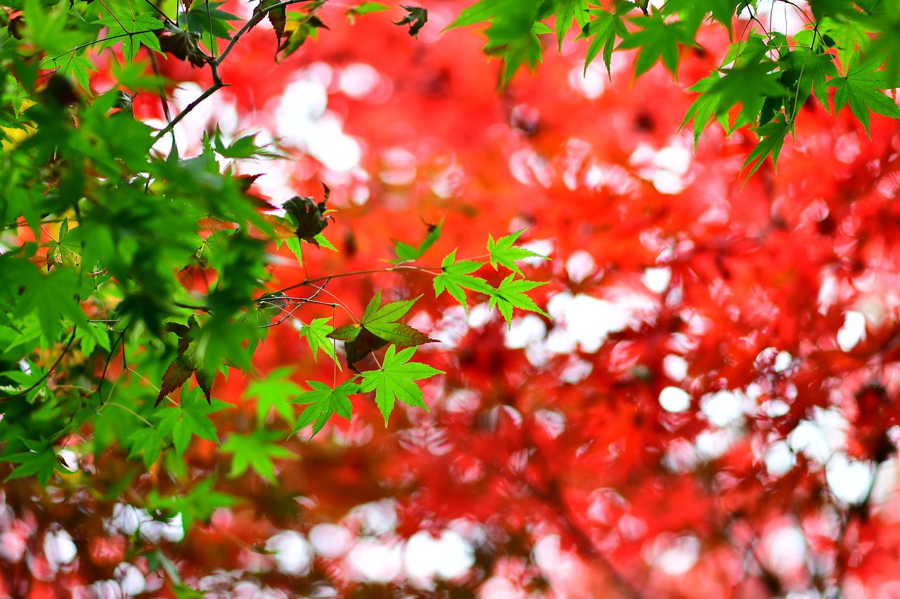maple leaf red maple station bend free photo