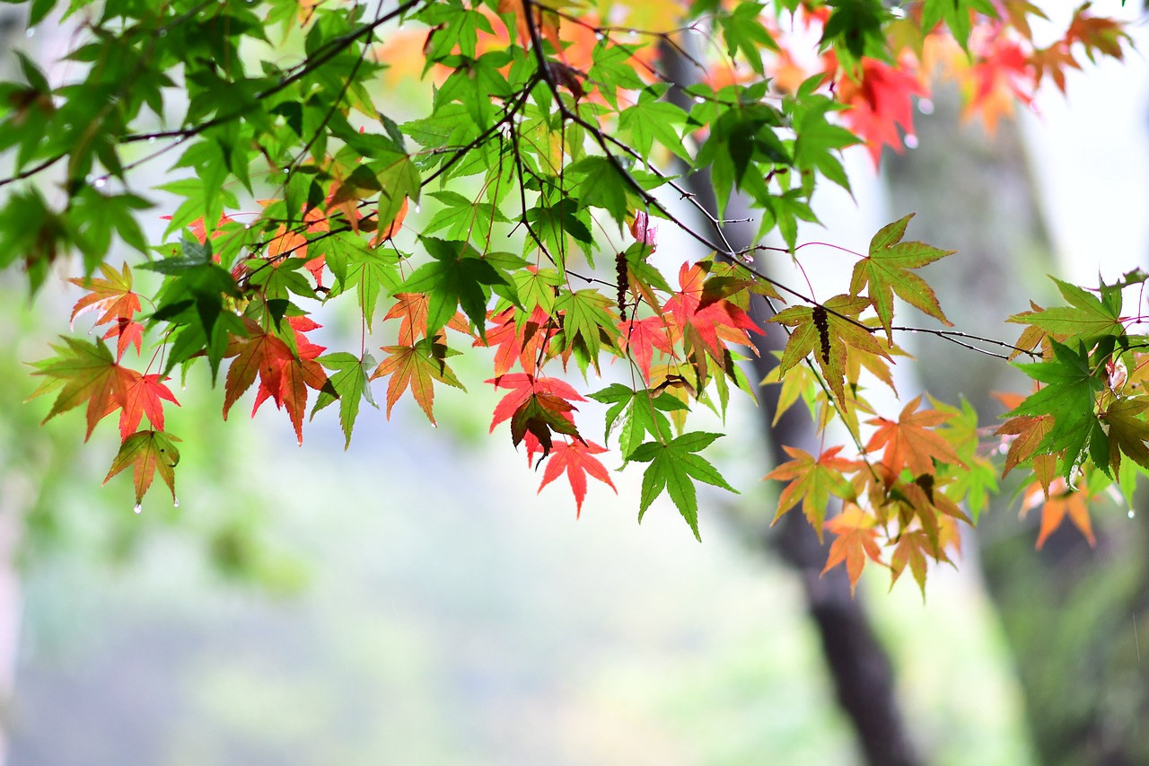 maple leaf red maple station bend free photo