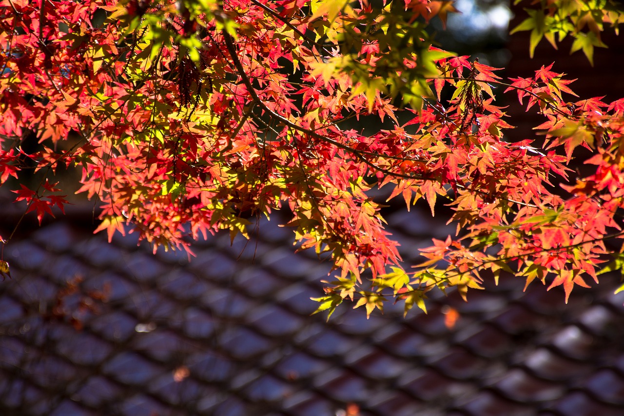 maple leaf antique autumn free photo