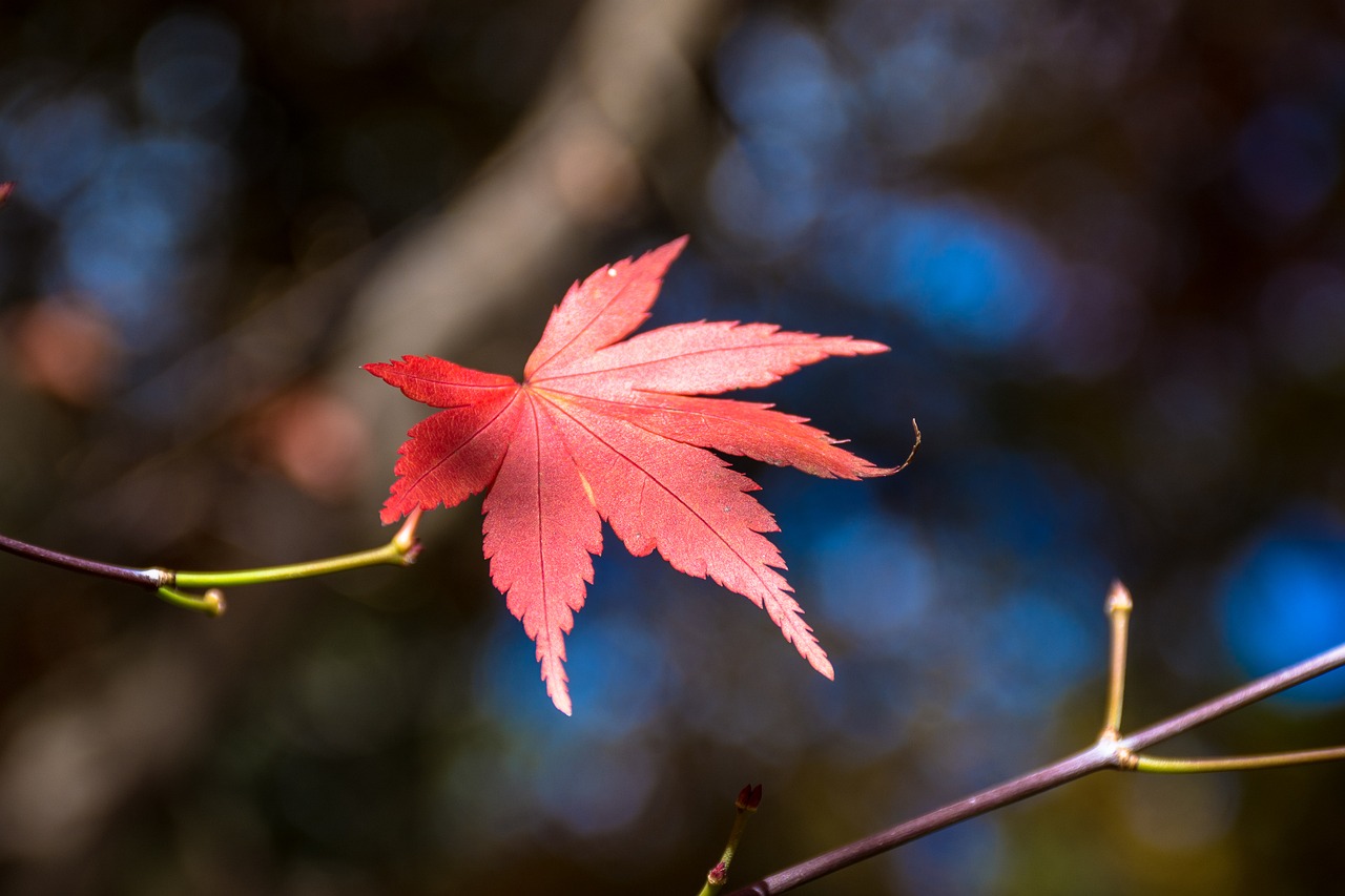 maple leaf blue day autumn free photo