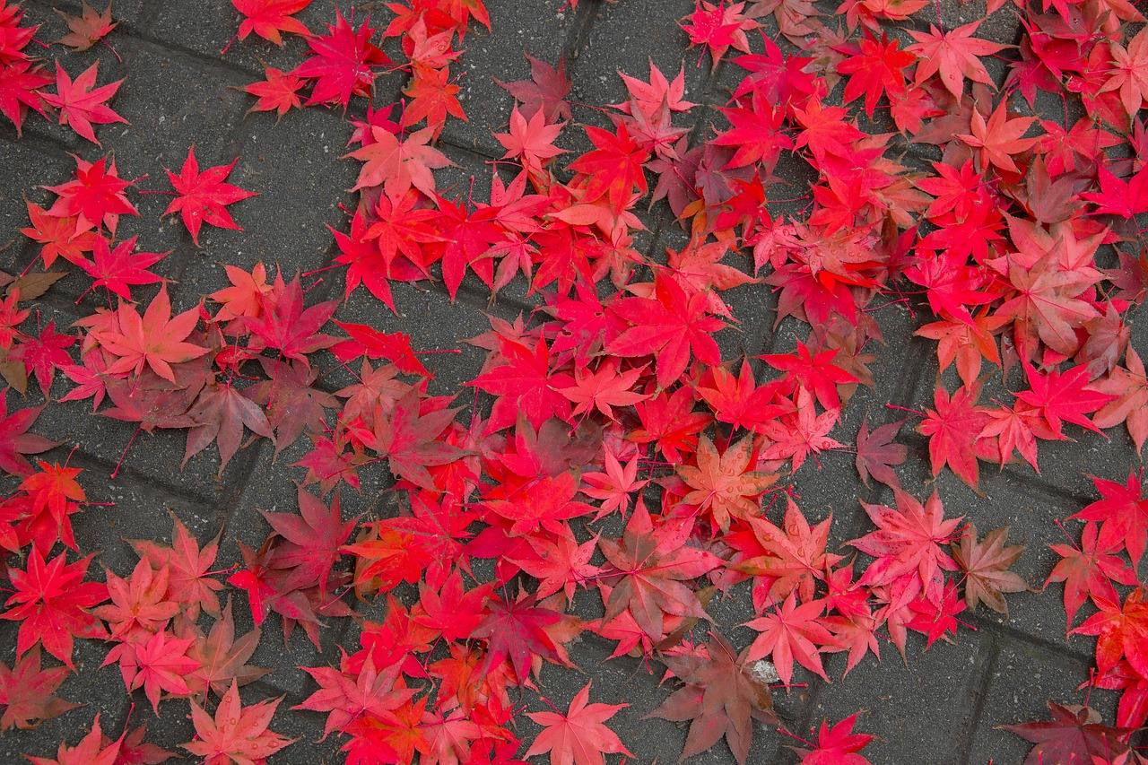 maple leaf  autumn  autumn leaves free photo