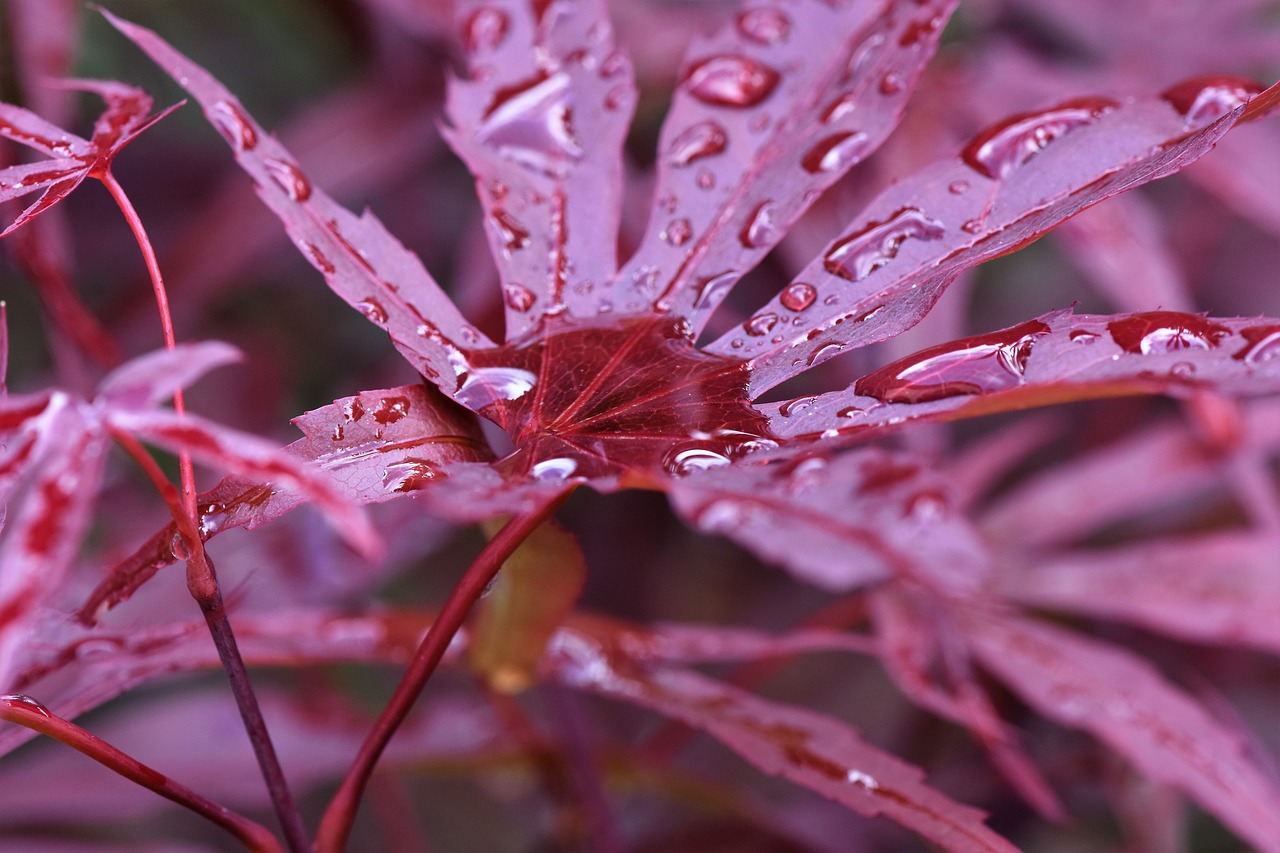 maple leaf  red leaf free pictures free photo