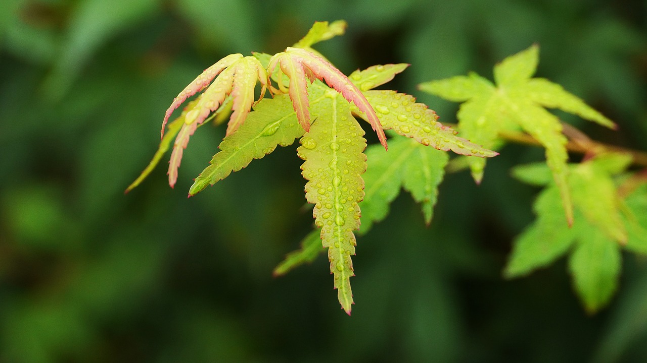 maple leaf  autumn leaves  leaf free photo