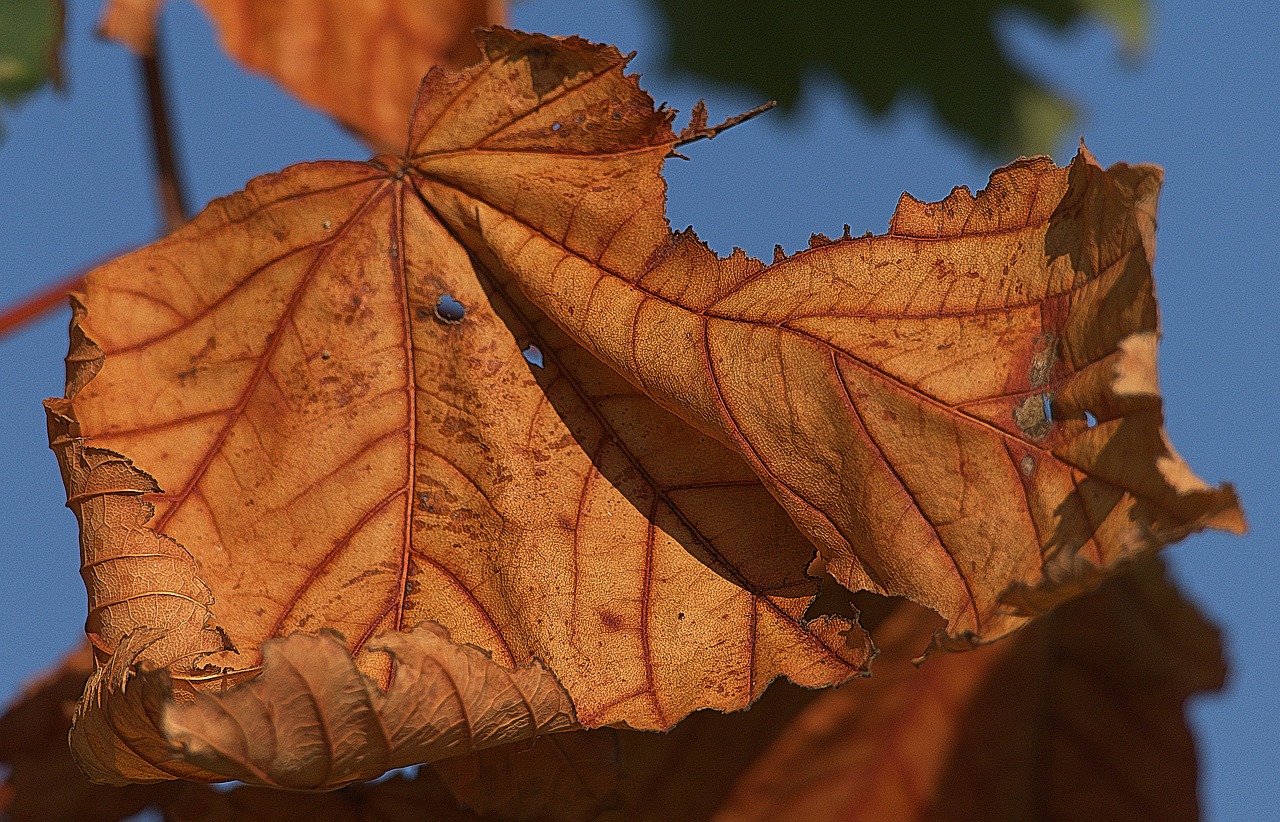 maple leaf  leaf  dry free photo