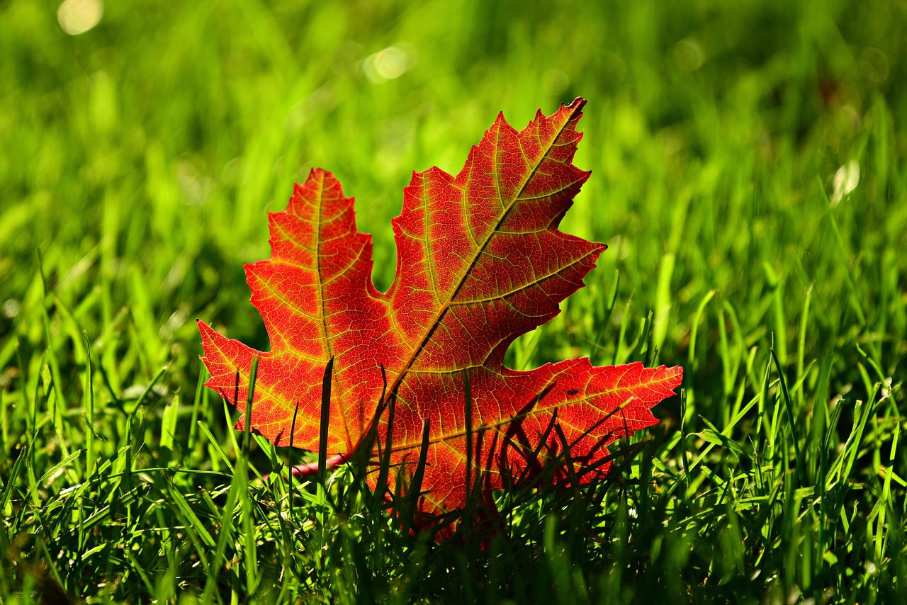 maple leaf  fall  leave free photo