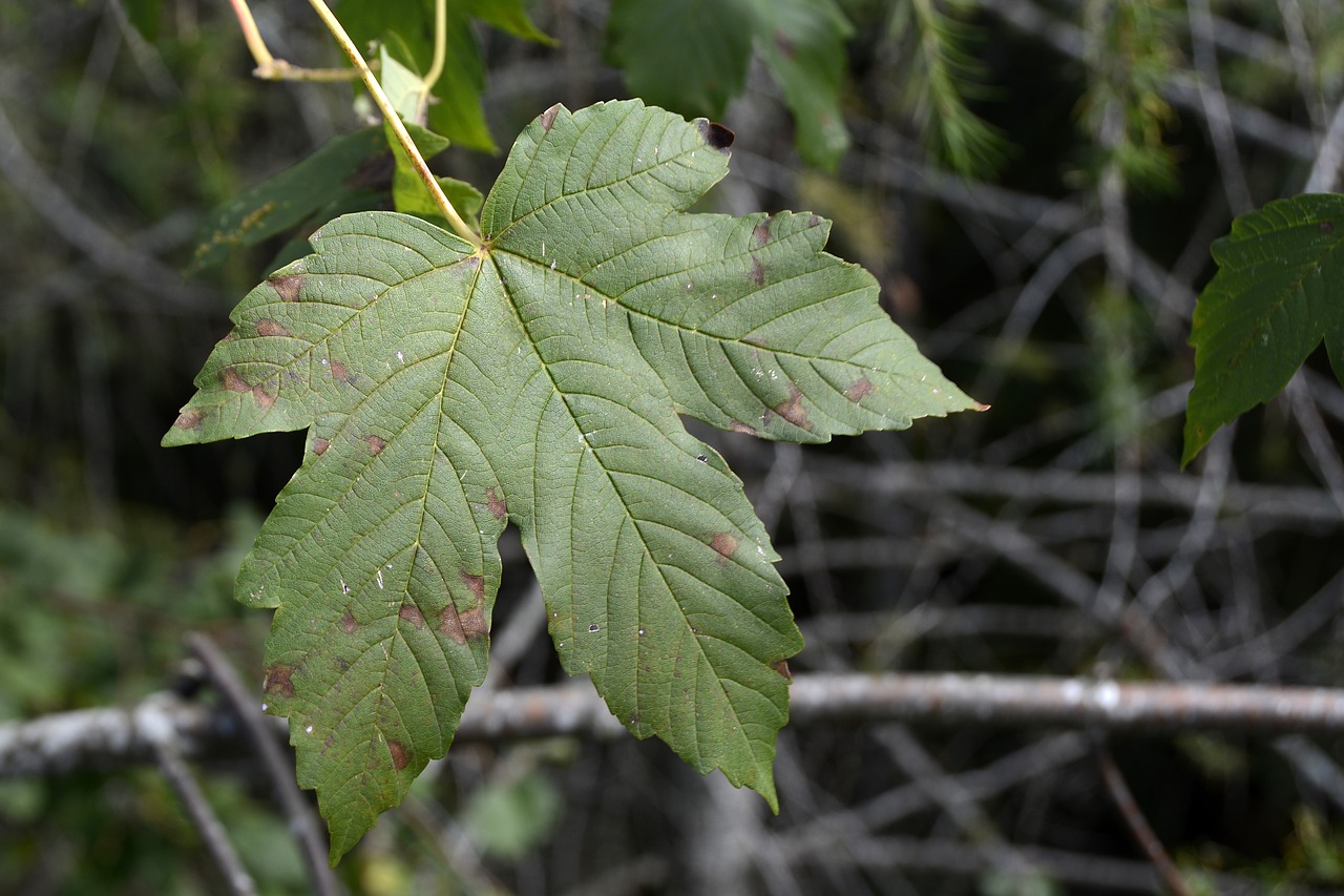 maple leaf  leaf  autumn free photo