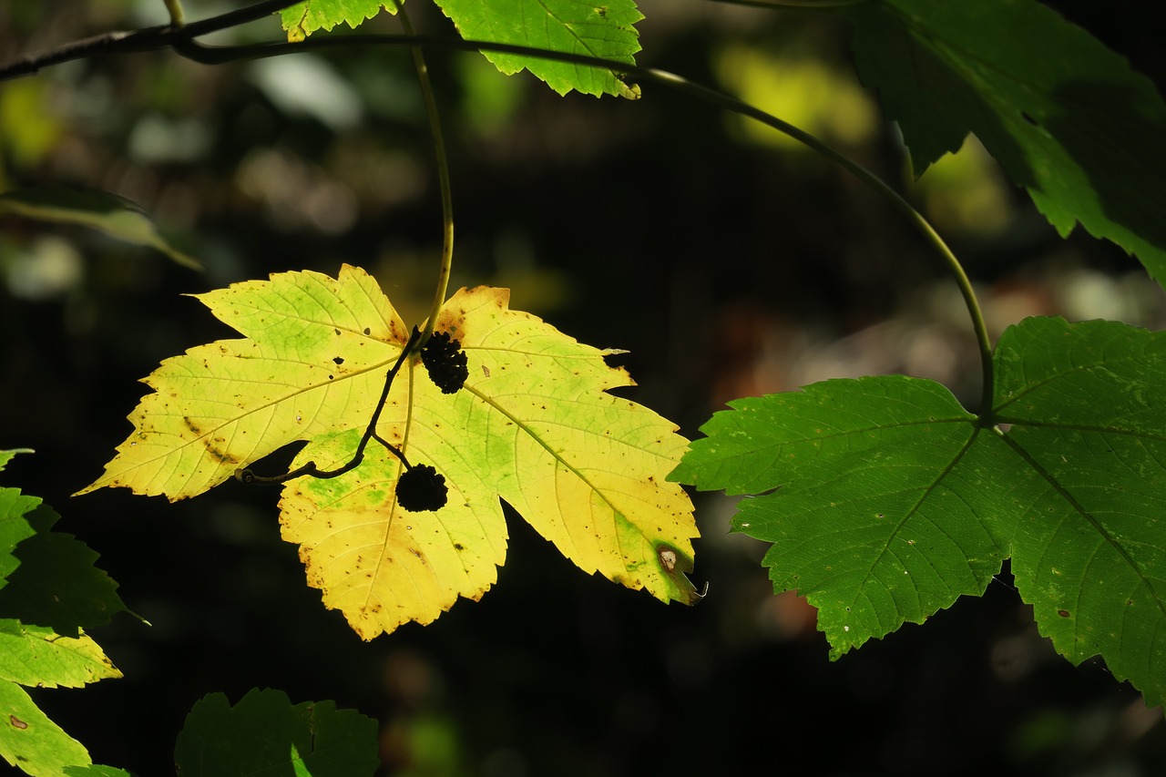 maple leaf  yellow  autumn free photo