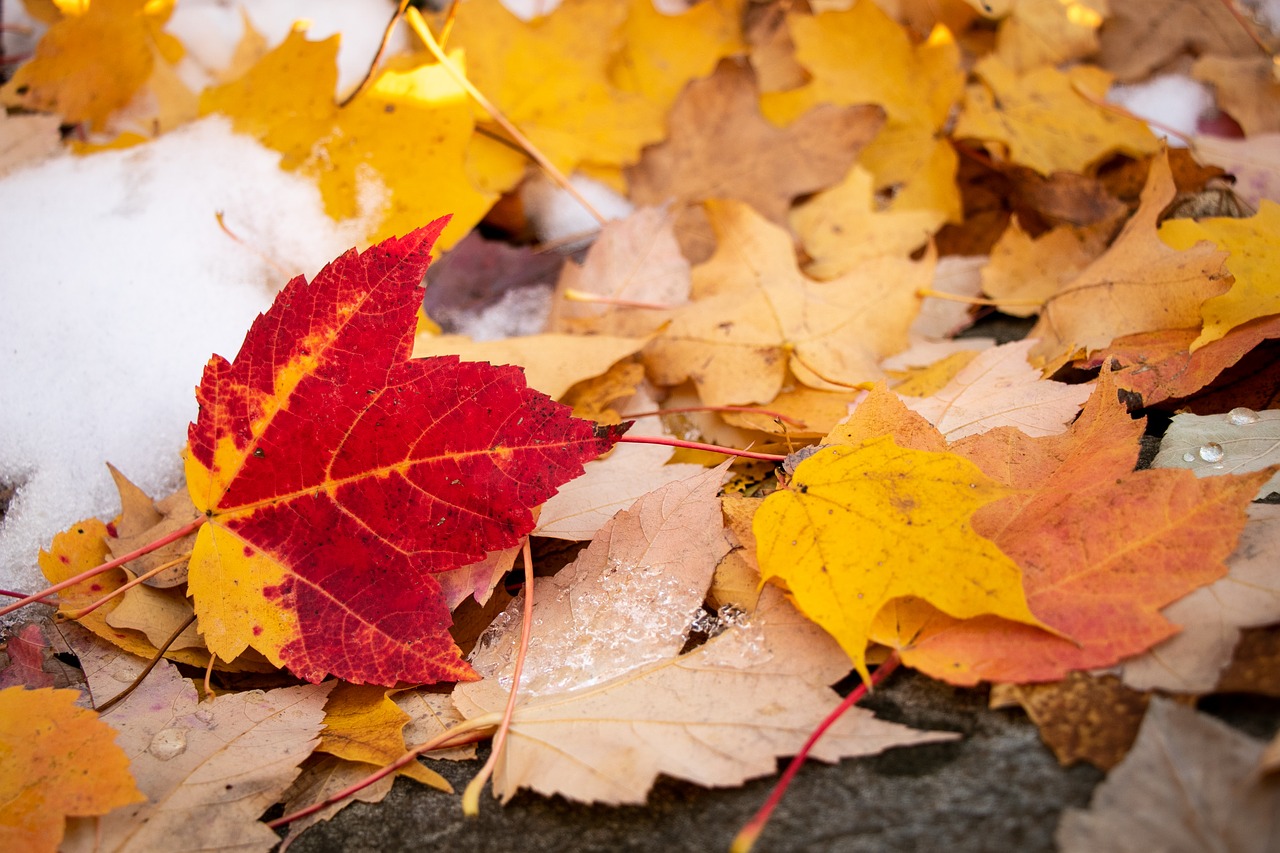 maple leaf  fall  autumn free photo