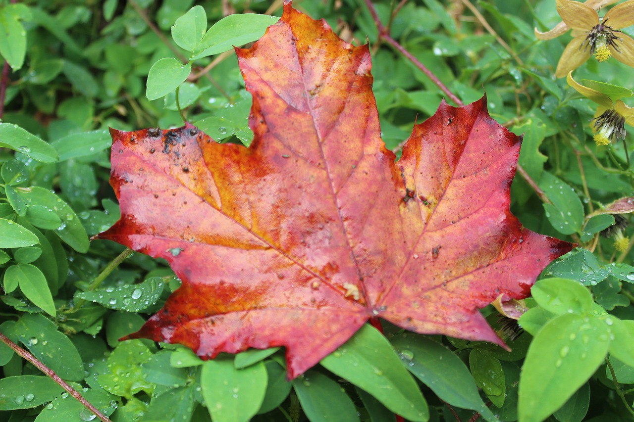 maple leaf  autumn  fall foliage free photo