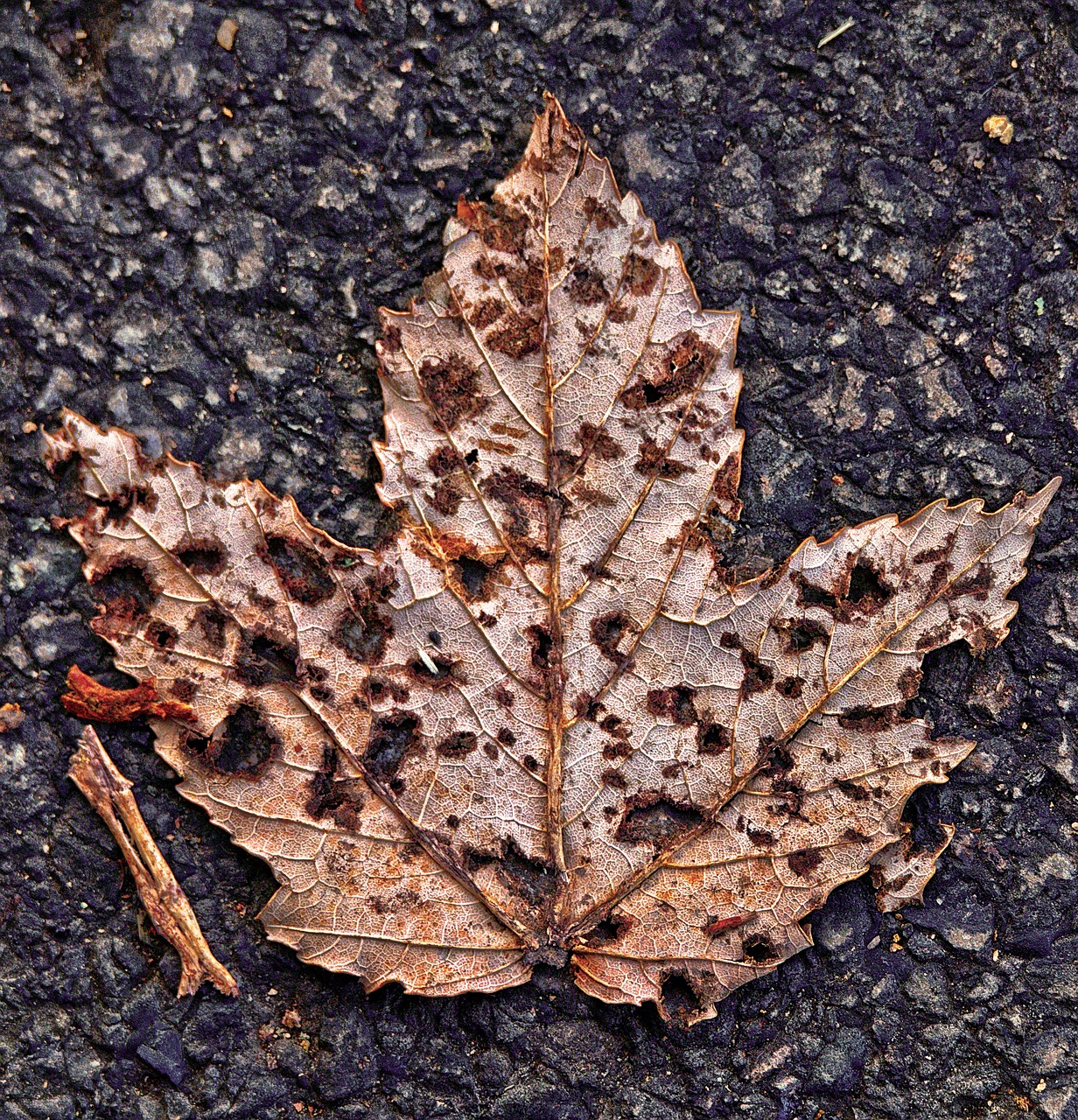 maple leaf  leaf  asphalt free photo
