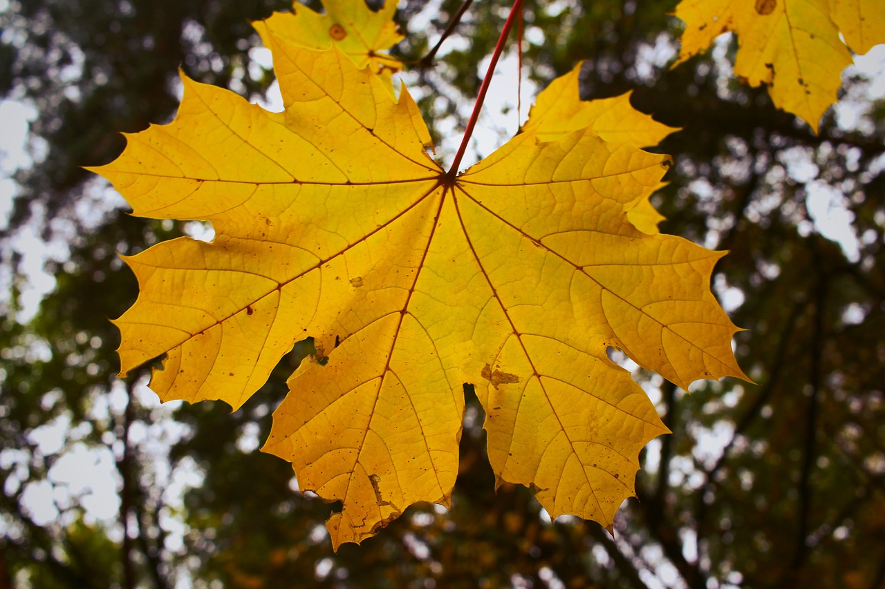 maple leaf  leaf  leaves free photo