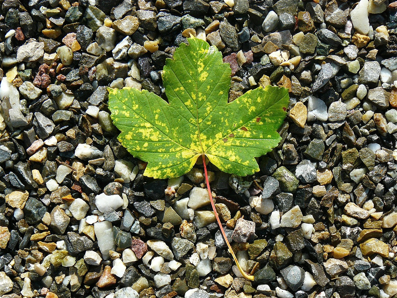 maple leaf maple nature free photo